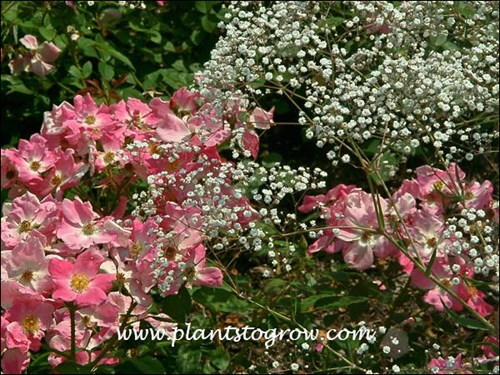 The dainty white flowers of Bristol Fairy and the shrub Rose Nearly Wild